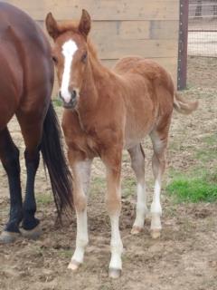 Anyware This Smart <BR> AQHA Pending